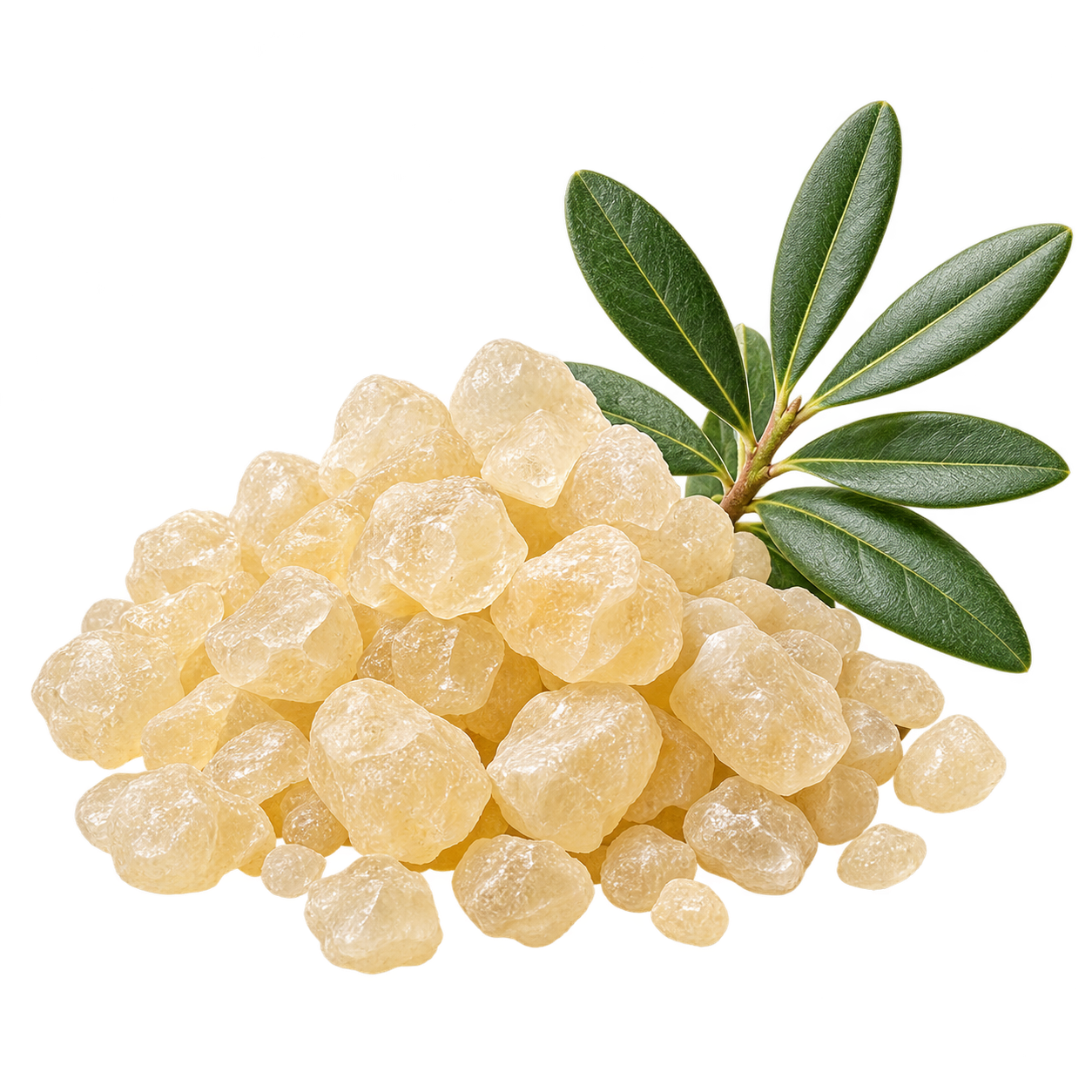 Organic Mastic Gum